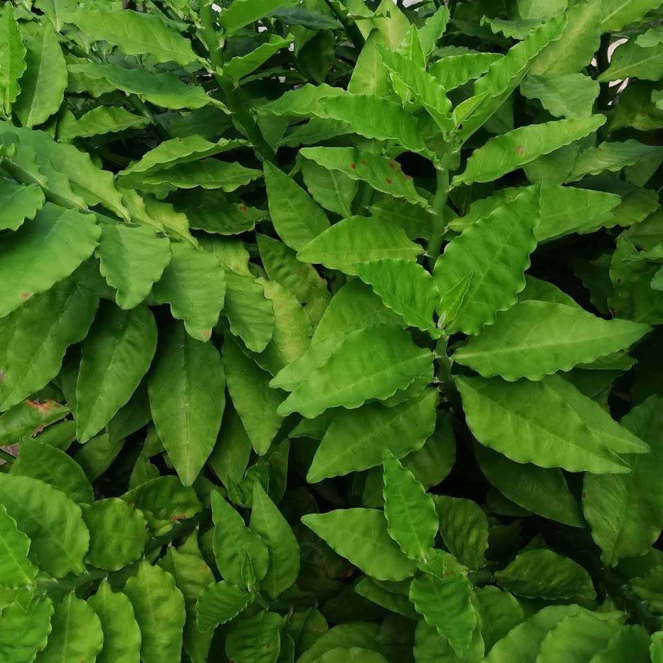 Euphorbia Tithymaloides, Pedilanthus (green)