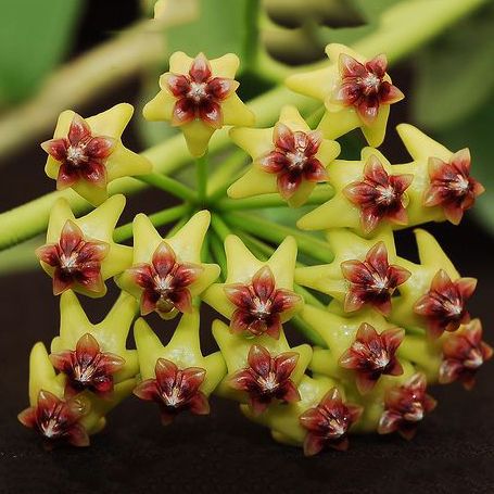 Hoya ‘Densifolia’ (Yellow)