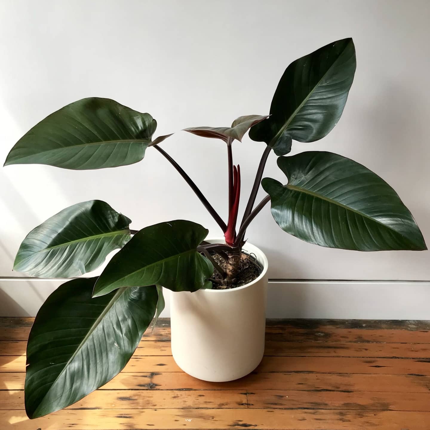 Congo Rojo Philodendron – Red Congo