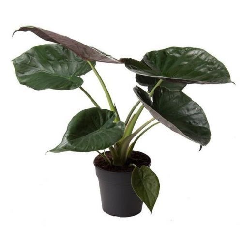 Giant Elephant Ear ( Alocasia Wentii )