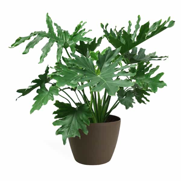 PHILODENDRON SELLOUM