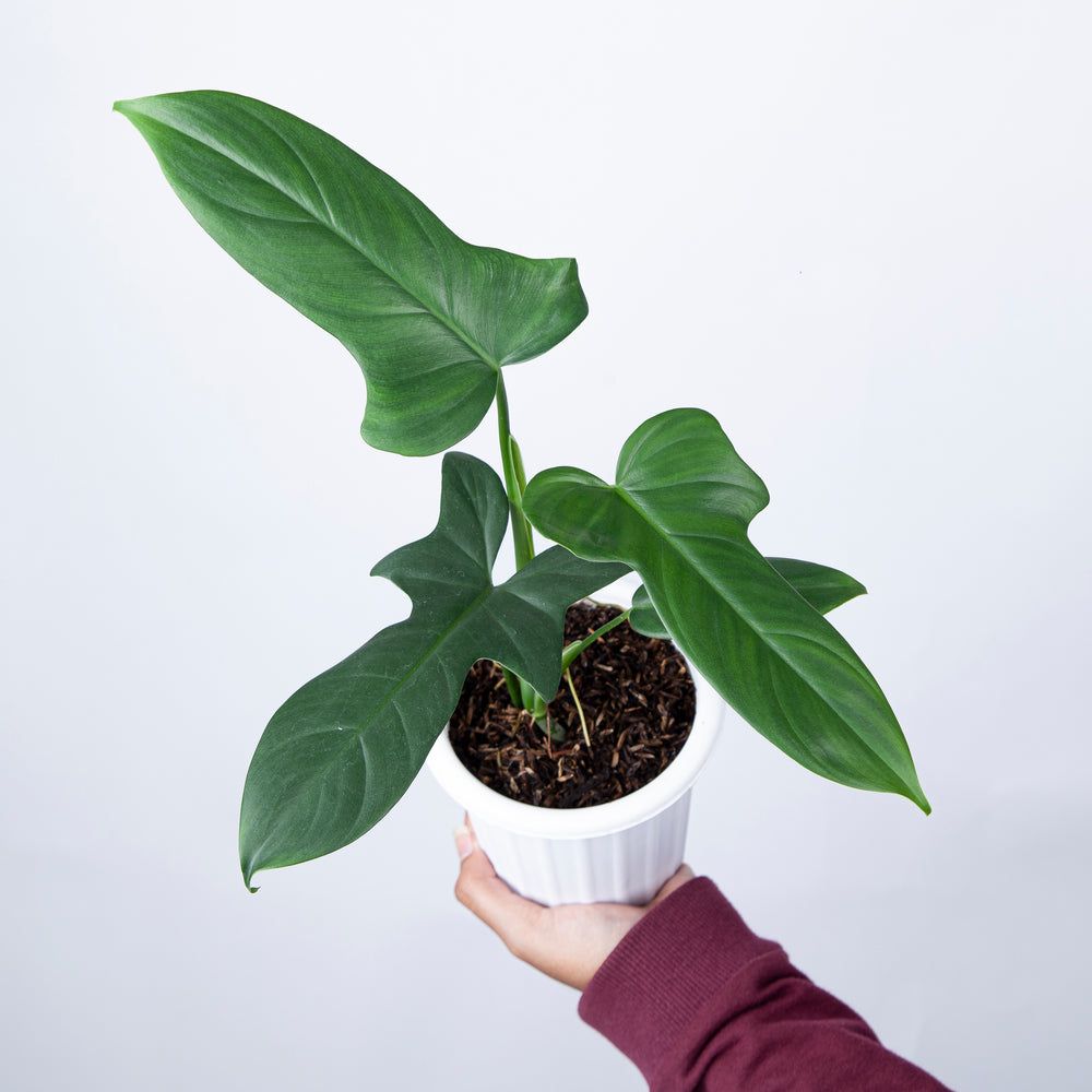 PHILODENDRON Horse head (BIPENNIFOLIUM / Golden Violin)