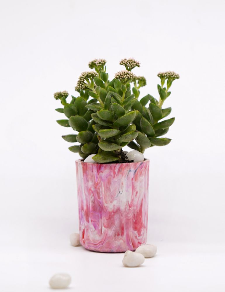 ECO-POTS : PLANTER : LIVING CORAL