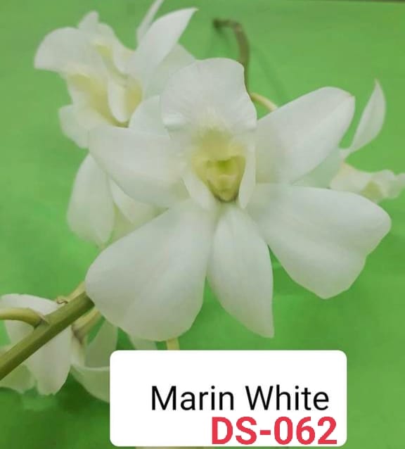 Dendrobium ds-062