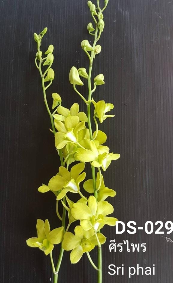Dendrobium (ds-029)