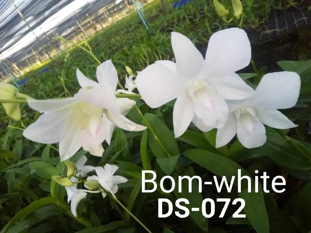  Dendrobium (ds-02) image 1