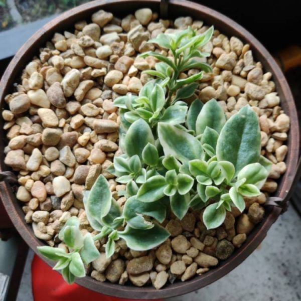 Baby Sunrose ‘Variegated'(Heart leaf ice plant)