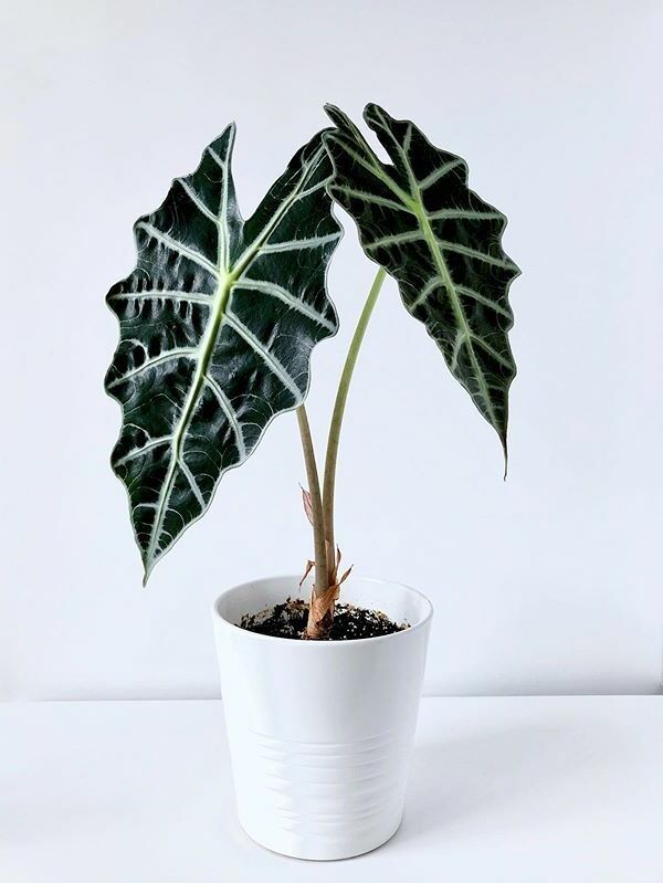 Alocasia Amazonica