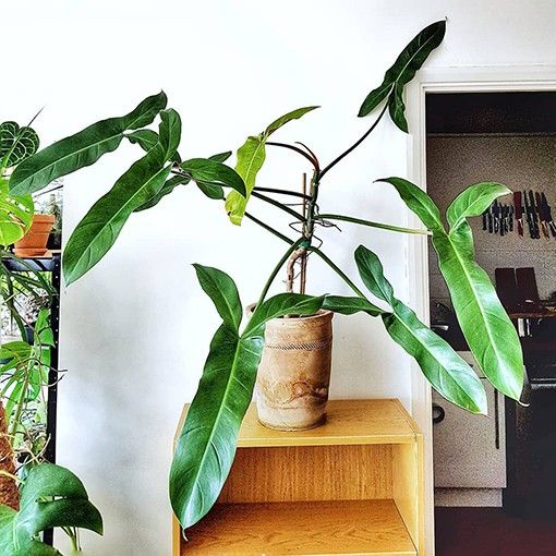 Philodendron Mexicanum (Big plant)