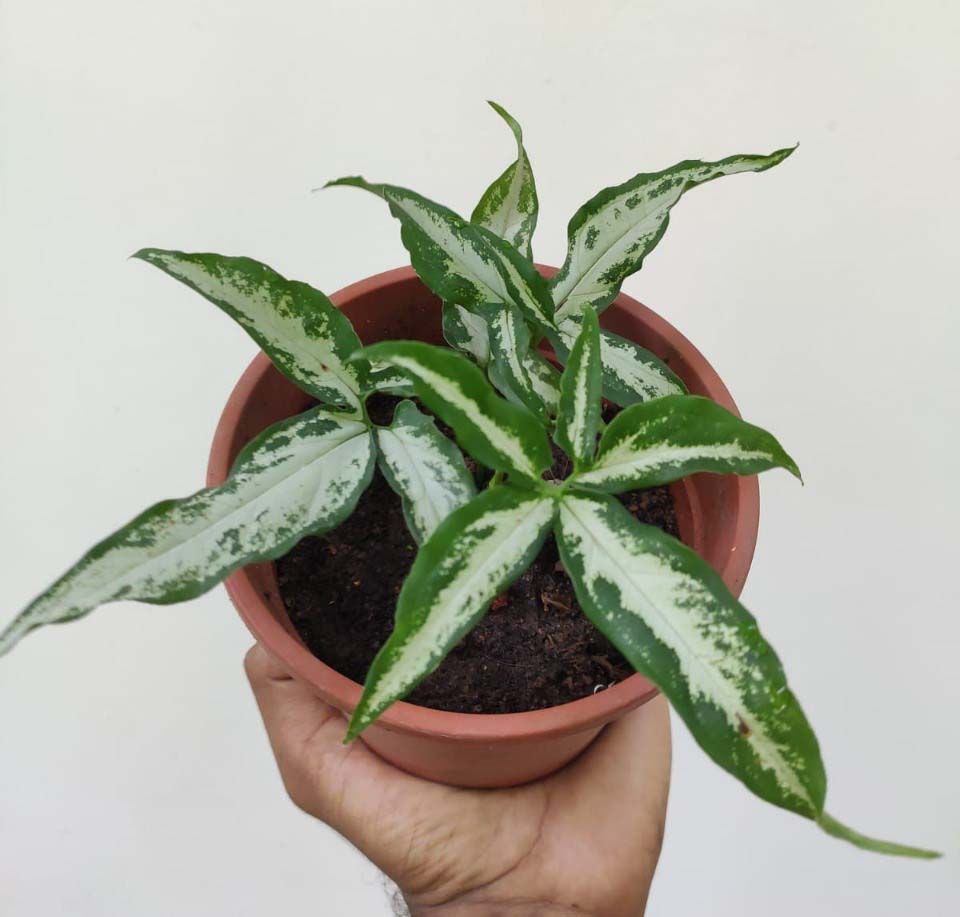 Little Star Syngonium – Rare
