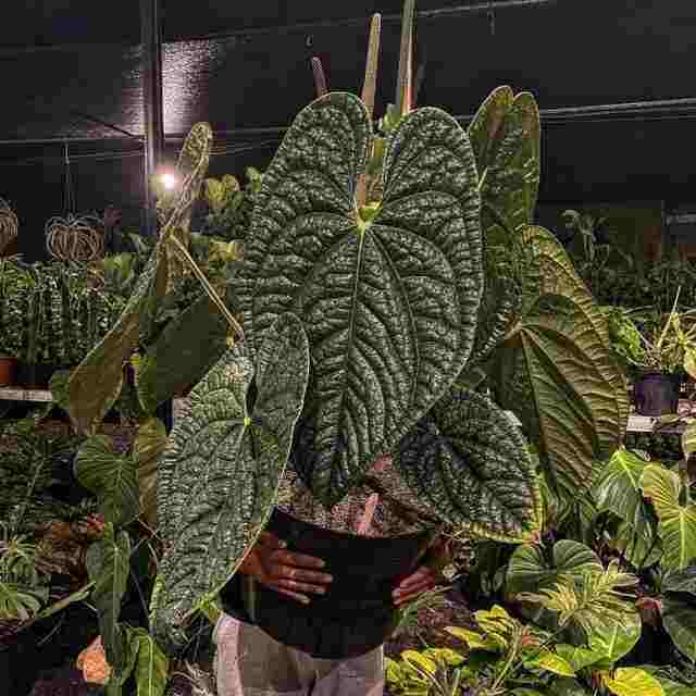 Anthurium Luxurians – Rare Plant