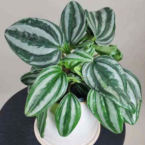  Sweetheart Peperomia ( Peperomia verschaffeltii ) image 1