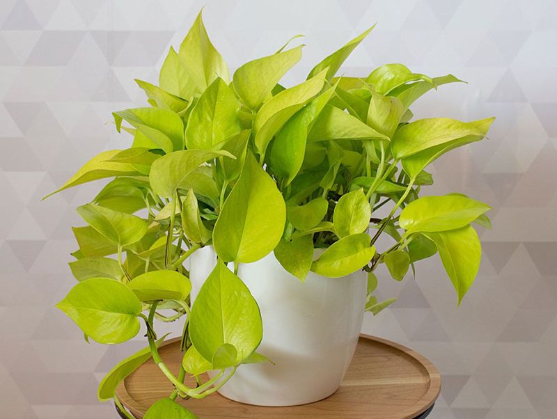 Epipremnum Aureum / Pothos Neon